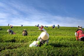 Workers in a field