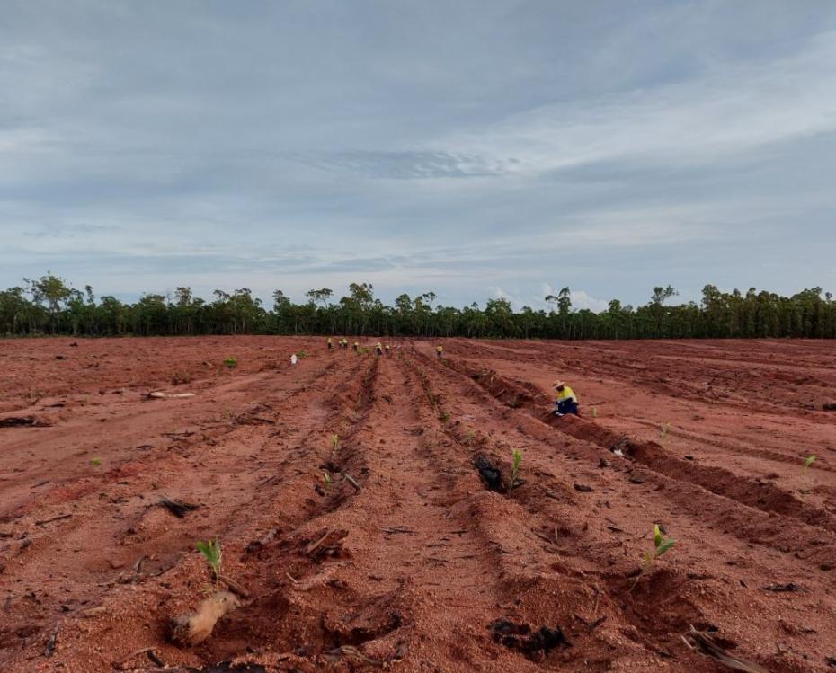 Mine rehabilitation planting Gulkula Australia