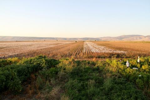 Better Cotton Field inTurkey © Better Cotton Initiative