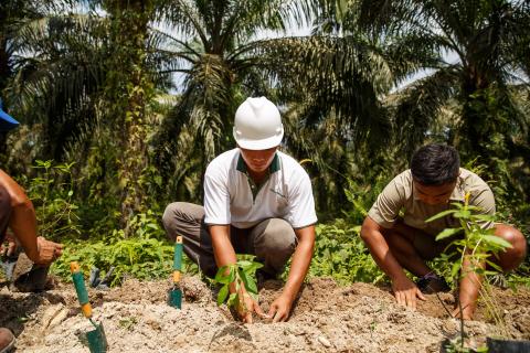 Natural pest control © Jonathan Perugia for Roundtable for Sustainable Palm Oil