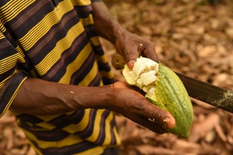 Cocoa, Ghana © Kate Fishpool for Fairtrade 