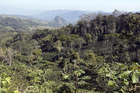 Coffee plantation seen from a drone in Nicaragua © Giuseppe Cipriani for UTZ