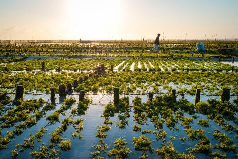 Seaweed farm © dinozzaver, Adobe stock