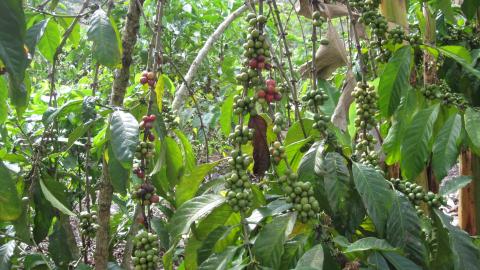 Ugandan Coffee Farms © Marta Maireles for ISEAL Alliance