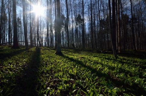 View of a forest