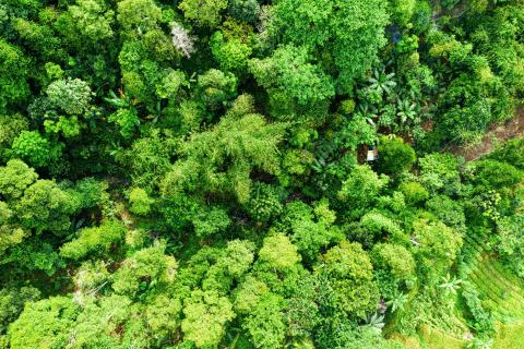 Forest from above