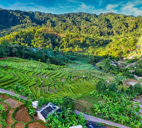 Rice fields and village in forest