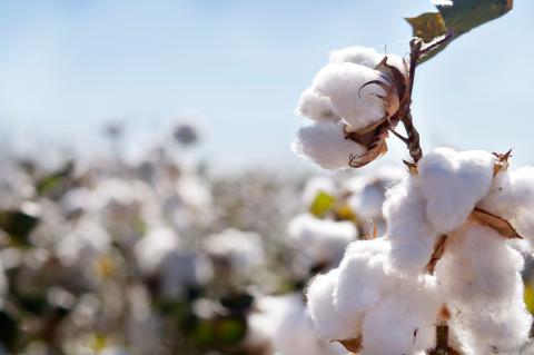 Cotton plant close up with others in background