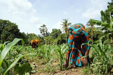 Two women working in a field amongst crops