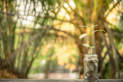 Seedling growing from glass jar of coins.