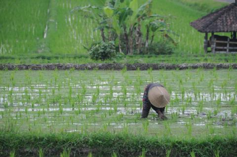 Worker in rice field