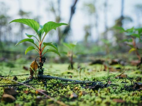 Growing tree