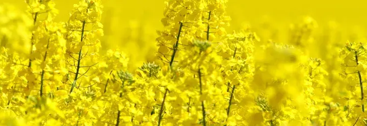 Rapeseed field © LEAF