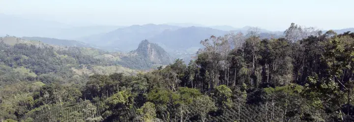 Coffee plantation seen from a drone in Nicaragua © Giuseppe Cipriani for UTZ