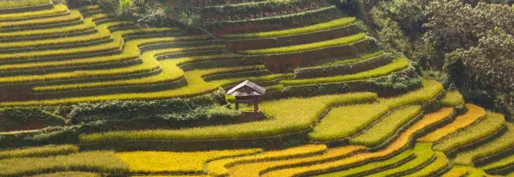 Rice fields