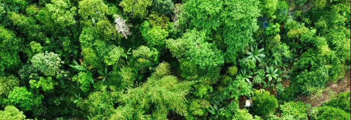 Forest from above