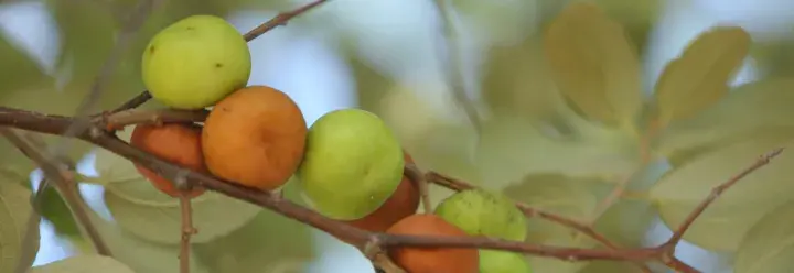  Fruit of Ziziphus mauritiana on a branch